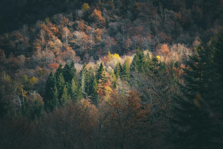 a forest filled with lots of different colored trees, inspired by Elsa Bleda, unsplash contest winner, alessio albi, mountainous, ((trees))