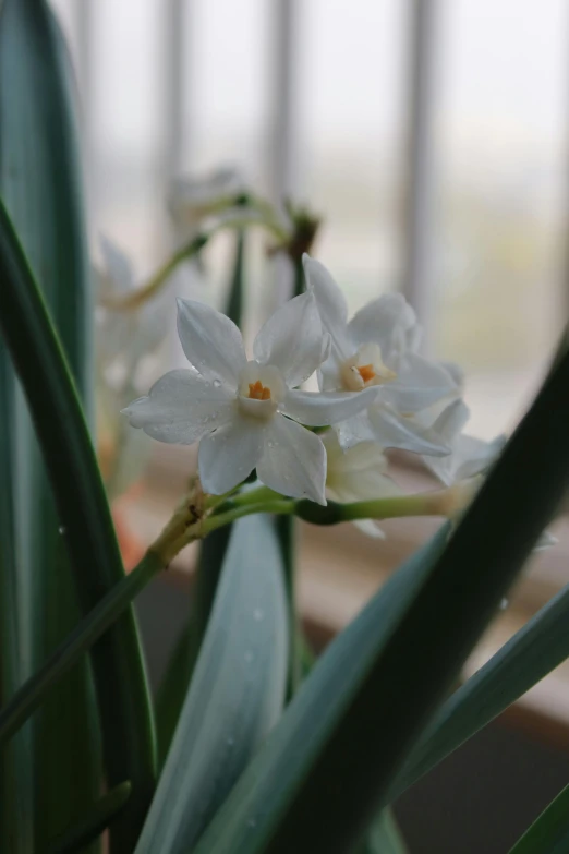 a close up of a plant with white flowers, by Jessie Algie, indoors, myth of narcissus, desert white greenhouse, square