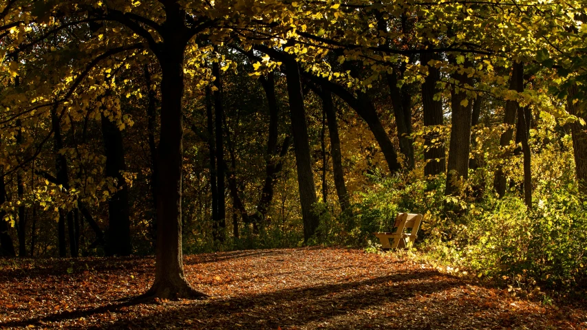 a white fire hydrant sitting in the middle of a forest, by Jan Tengnagel, soft autumn sunlight, bench, brown, slide show