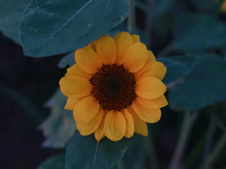 a close up of a sunflower with green leaves, by Carey Morris, pexels contest winner, during the night, yellow-orange, a high angle shot, nice slight overcast weather