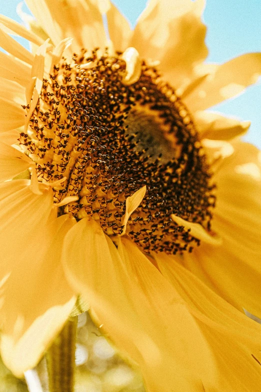 a close up of a sunflower with a blue sky in the background, shades of gold display naturally, on grey background, subtle detailing, neck zoomed in