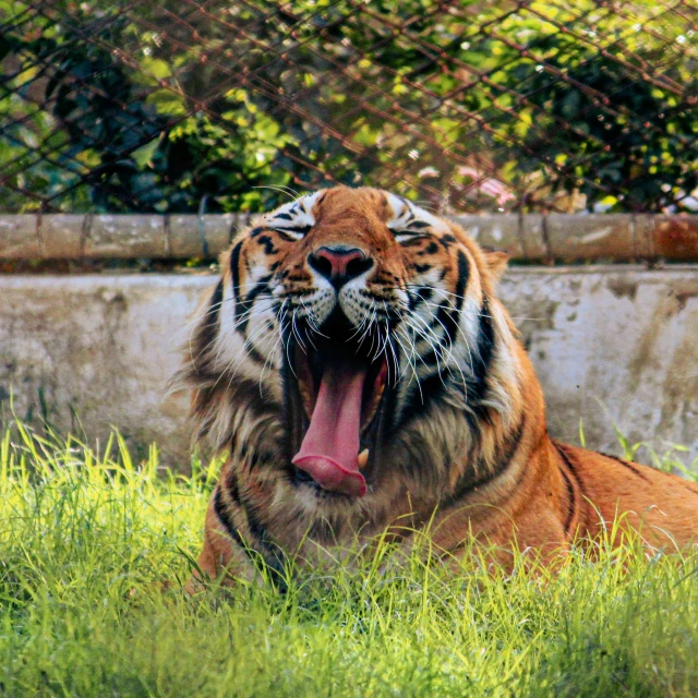 a tiger yawns while laying in the grass, pexels contest winner, sitting on tiger cavalry, ((tiger)), sunday afternoon, beautiful”