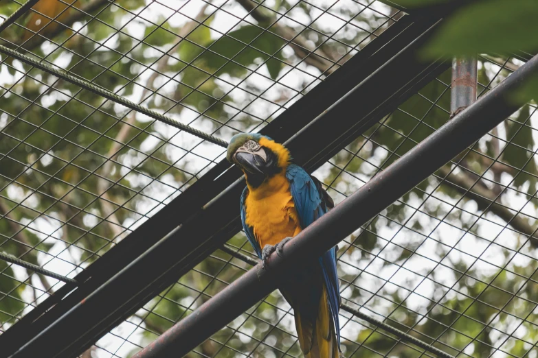 a colorful bird sitting on top of a metal pole, in the jungle, in blue and yellow clothes, zoo photography, 🦩🪐🐞👩🏻🦳