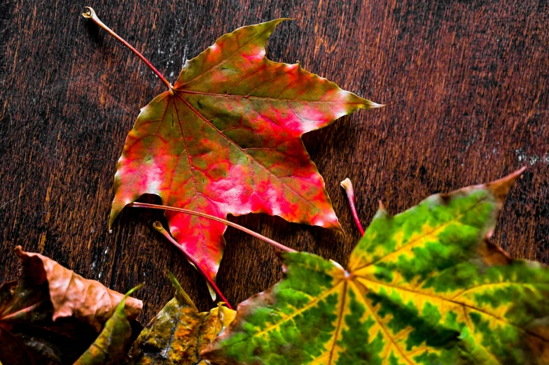 a close up of a leaf on a table, a picture, by Maksimilijan Vanka, autumn maples, thumbnail, green and red, pink and red colors