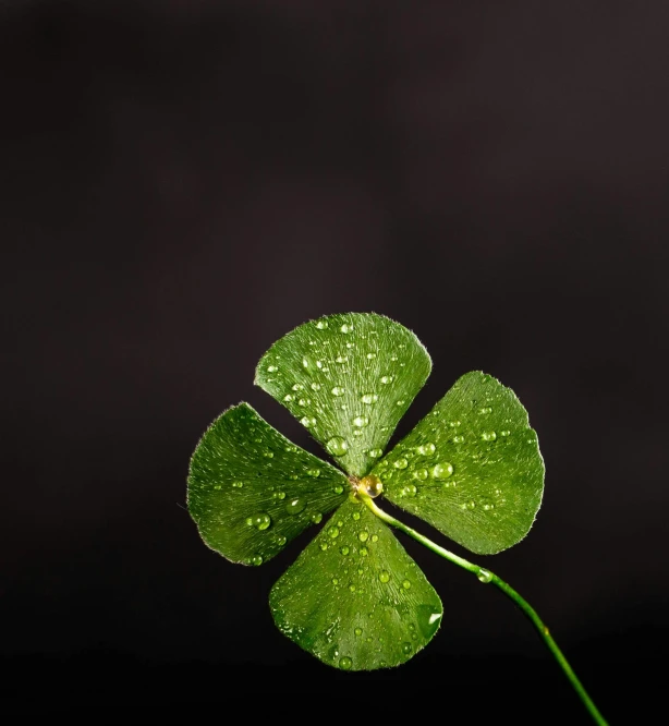 a four leaf clover with water droplets on it, by Adam Chmielowski, unsplash, minimalism, 8k octan photo, against dark background, shot on sony a 7, high quality product photo