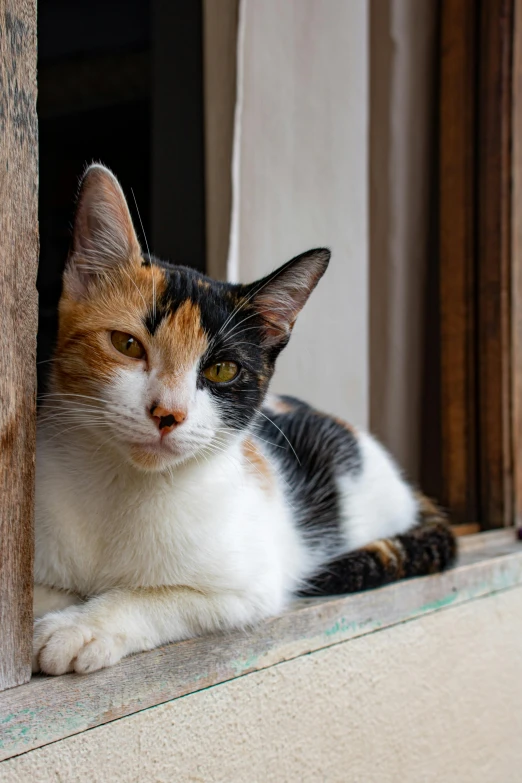 a calico cat sitting in a window sill, a portrait, pexels contest winner, laos, mixed animal, young female, a wooden