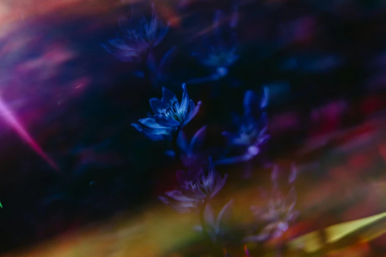 a close up of a flower with a blurry background, inspired by Ross Bleckner, unsplash, lyrical abstraction, blue and purple plants, diffuse lightpainting, gold flaked flowers, vhs colour photography