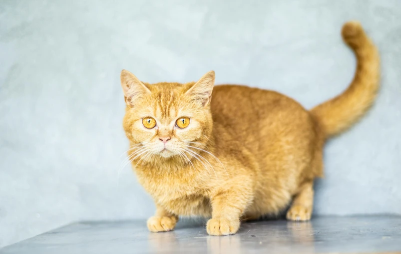 a cat sitting on top of a metal table, ginger hair and fur, walking towards camera, 2022 photograph, vivid)