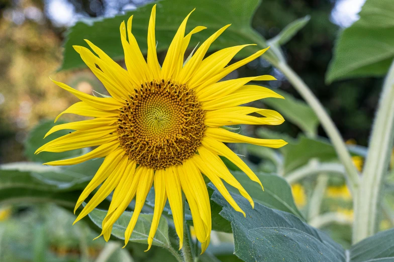 a close up of a sunflower in a field, grey, ready to eat, yellow and greens, fan favorite