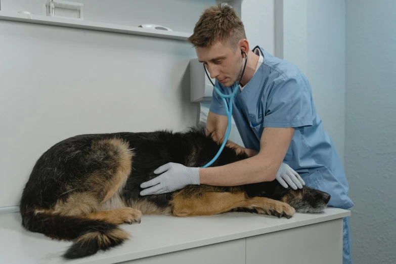 a dog being examined by a vet with a stethoscope, a colorized photo, by Emma Andijewska, pexels contest winner, romanticism, looking to his left, thumbnail, hunched over, german shepherd