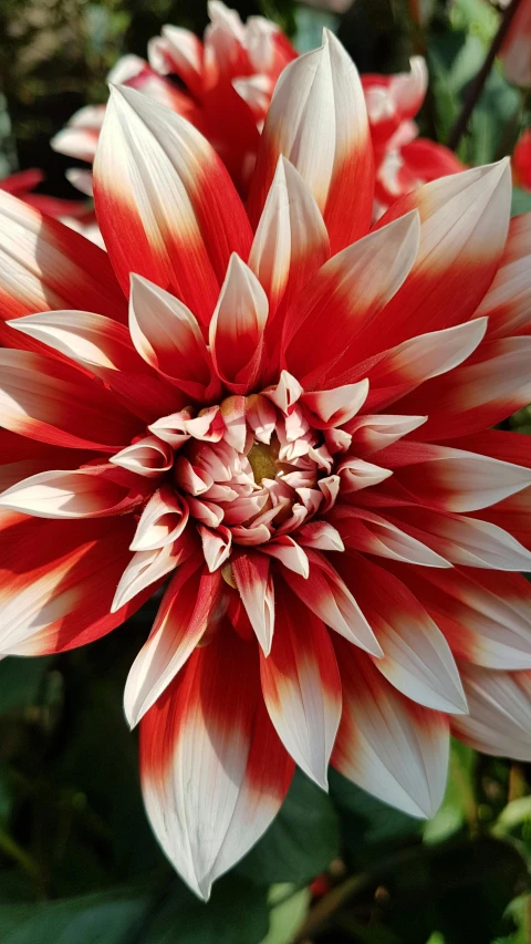 a close up of a red and white flower, dahlias, brilliant glow, award-winning masterpiece, full colour