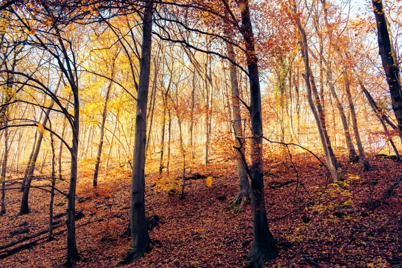 a forest filled with lots of trees covered in leaves, by Thomas Häfner, pexels, fine art, warm golden backlit, panoramic, fan favorite, medium format. soft light