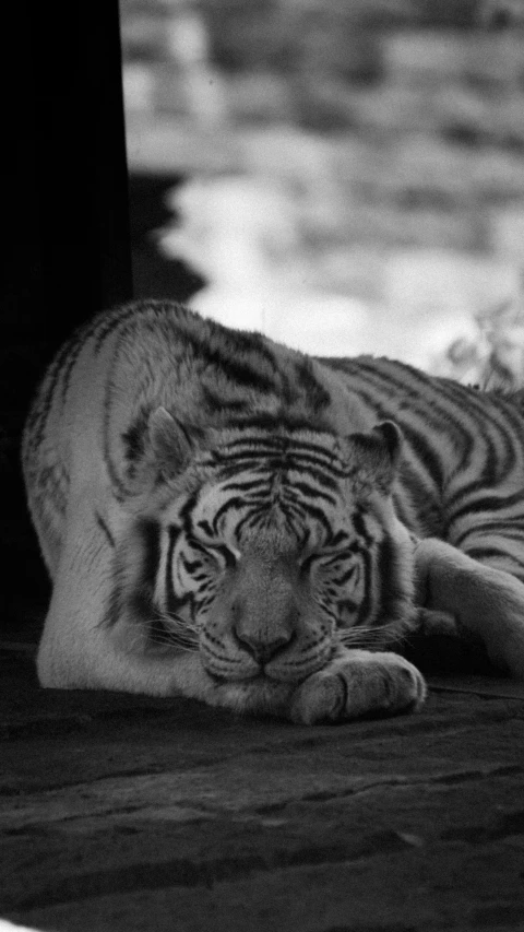 a black and white photo of a tiger, world of sleepers, poised, in a chill position, striped