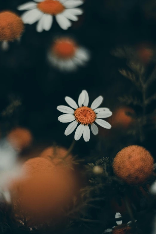 a bunch of white and orange flowers in a field, inspired by Elsa Bleda, trending on unsplash, overcast! cinematic focus, chamomile, night mood, today\'s featured photograph 4k