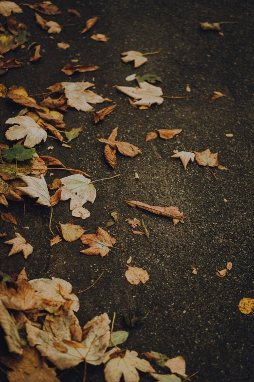 a bunch of leaves that are on the ground, an album cover, unsplash, realism, multiple stories, brown, vsco film grain, low-light