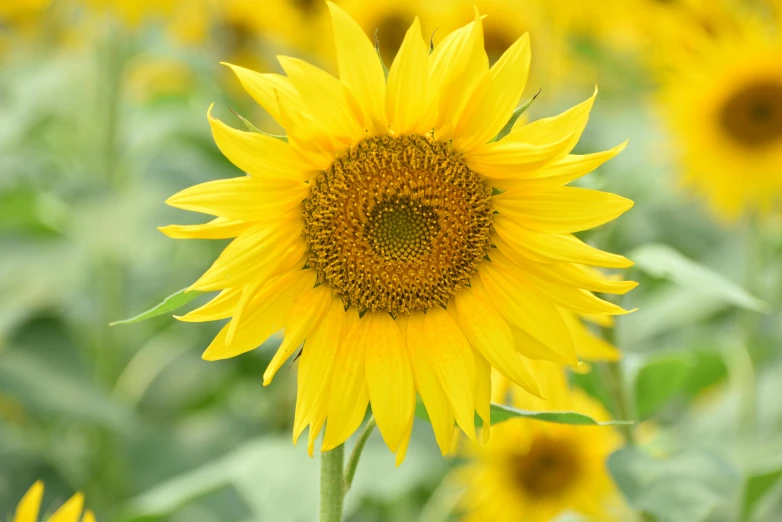 a close up of a sunflower in a field, yellow aureole, an award winning, from the front, features