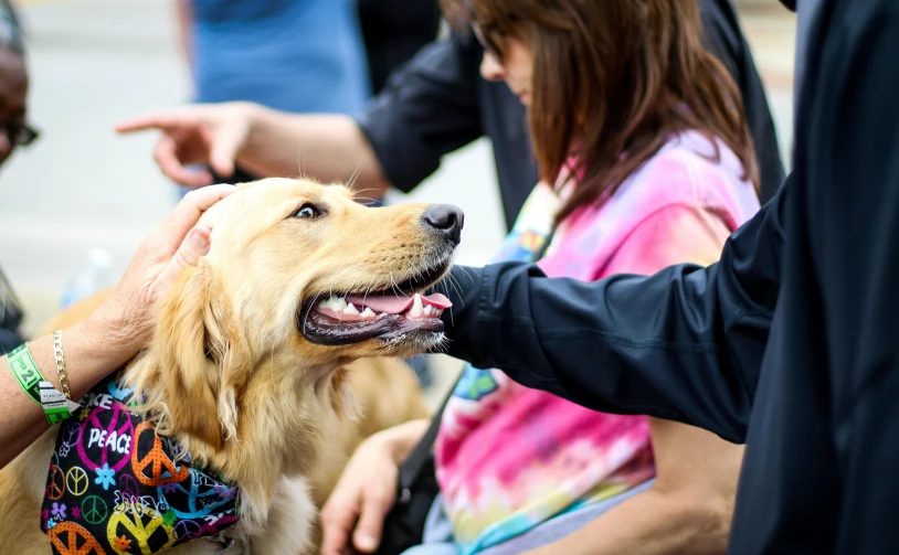 a close up of a person petting a dog, community celebration, golden retriever, multicoloured, multiple stories