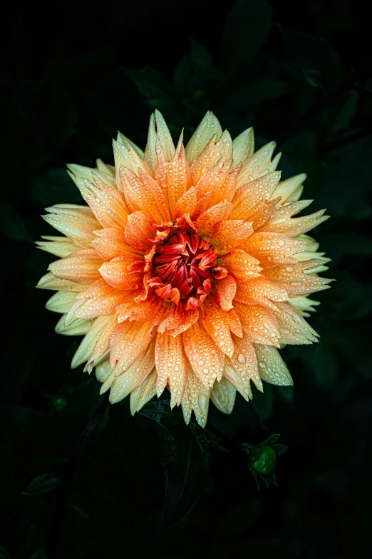 a close up of a flower with water droplets on it, inspired by Elsa Bleda, unsplash, lion's mane, highly detailed 8k photography, color image, a high angle shot