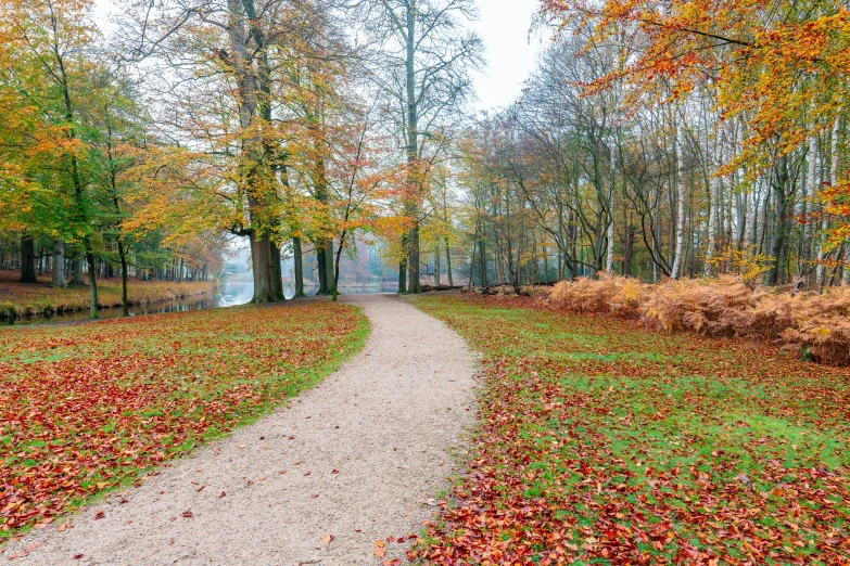 a path in a park with lots of leaves on the ground, a photo, inspired by Willem de Poorter, pexels, 2 5 6 x 2 5 6 pixels, parks and lakes, outworldly colours, winter vibrancy