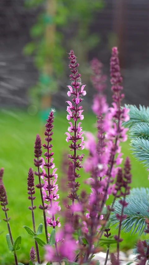 a group of purple flowers sitting on top of a lush green field, tall stone spires, acanthus, close up photograph, 2 colours