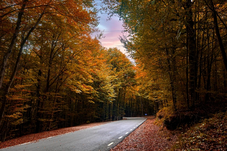 an empty road in the middle of a forest, pexels contest winner, hurufiyya, orange and brown leaves for hair, 2 5 6 x 2 5 6 pixels, today\'s featured photograph 4k, deep colours