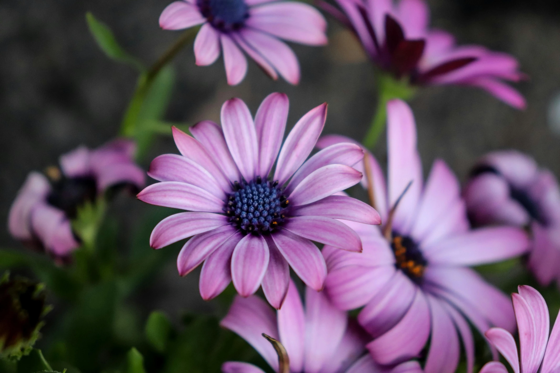 a close up of a bunch of purple flowers, by Arie Smit, pexels contest winner, photorealism, daisies, shades of pink and blue, today\'s featured photograph 4k, mediumslateblue flowers