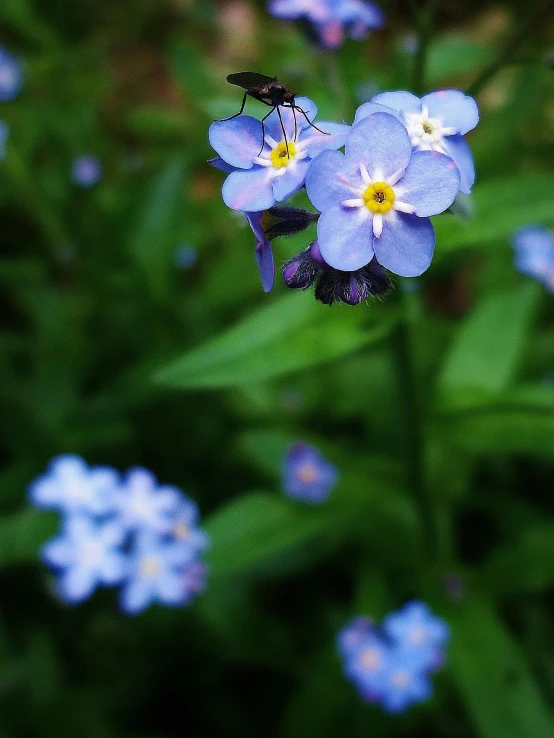 a bug sitting on top of a blue flower