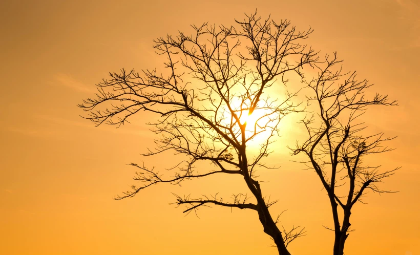 a lone tree is silhouetted against the setting sun, pexels contest winner, intricate branches, warm golden backlit, two suns, environmental