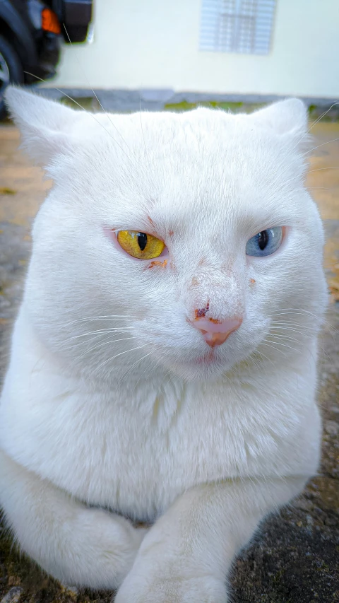 a white cat with yellow eyes sitting on the ground, an album cover, flickr, intricate heterochromia sad, close - up photograph, white freckles, ice-blue-eyes