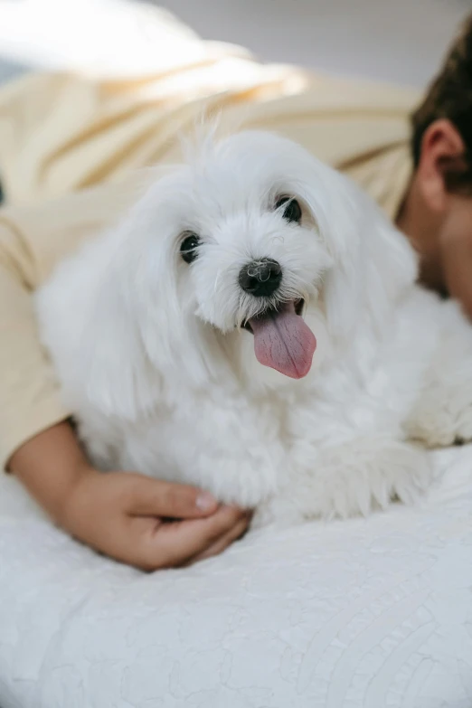 a man laying on a bed with a white dog, a stipple, pexels contest winner, soft lulling tongue, havanese dog, teenage boy, zoomed in