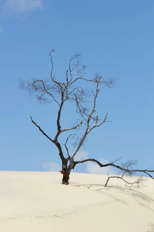 a lone tree in the middle of a desert, by Jessie Algie, minimalism, australian beach, firenado, overhanging branches, on dune