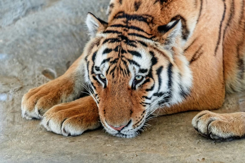 a close up of a tiger laying on the ground, pexels contest winner, fan favorite, mixed animal, extremely high resolution, video