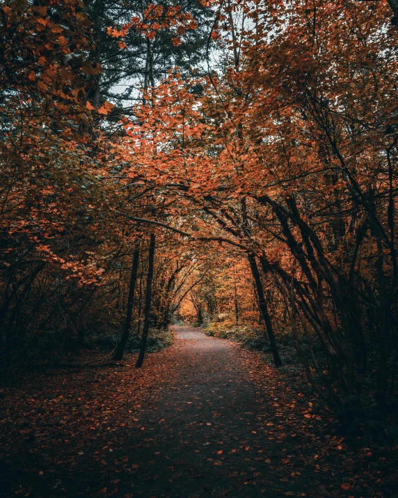 a path surrounded by trees in the fall, an album cover, unsplash contest winner, 2 5 6 x 2 5 6 pixels, lgbtq, ansel ], branching hallways