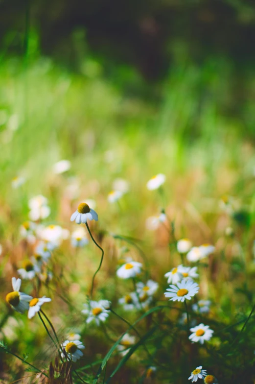 a field full of white and yellow flowers, inspired by Elsa Bleda, trending on unsplash, minimalism, bokeh + dof + 8k, chamomile, today\'s featured photograph 4k, standing alone in grassy field