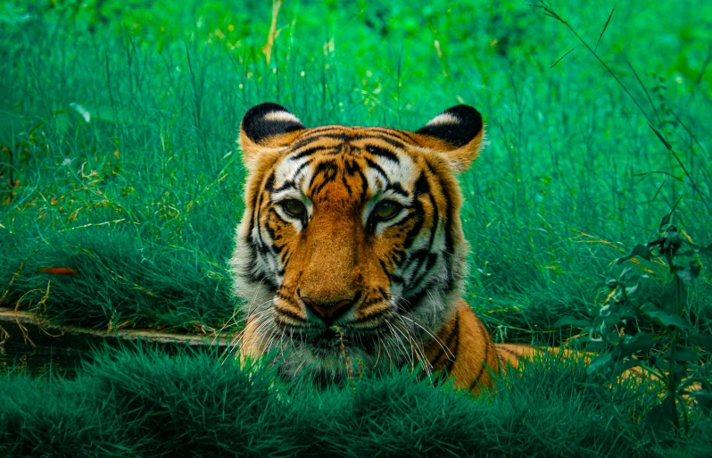 a tiger that is laying down in the grass, pexels contest winner, complementary colors, 🦩🪐🐞👩🏻🦳, portrait shot 8 k, hyperdetailed