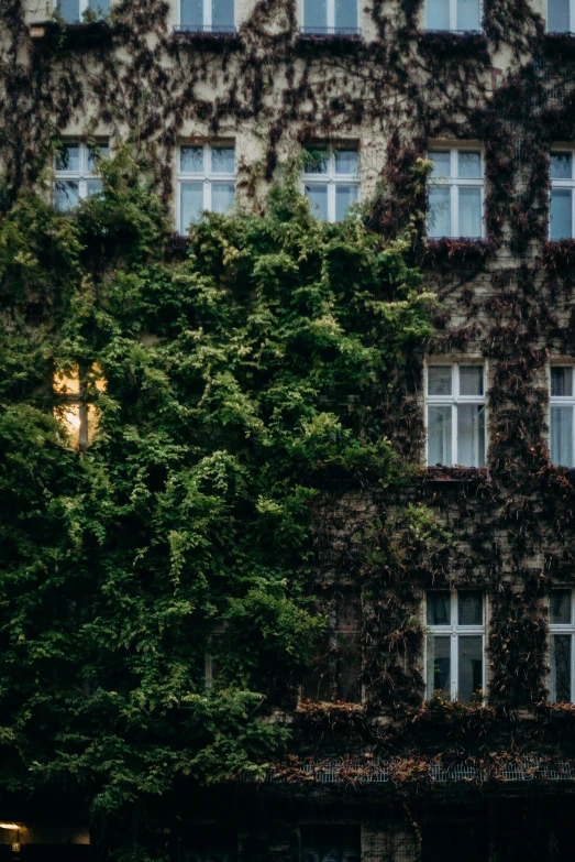 a building with ivy growing on the side of it, inspired by Elsa Bleda, unsplash contest winner, trip to legnica, tree and plants, humid evening, window ( city )