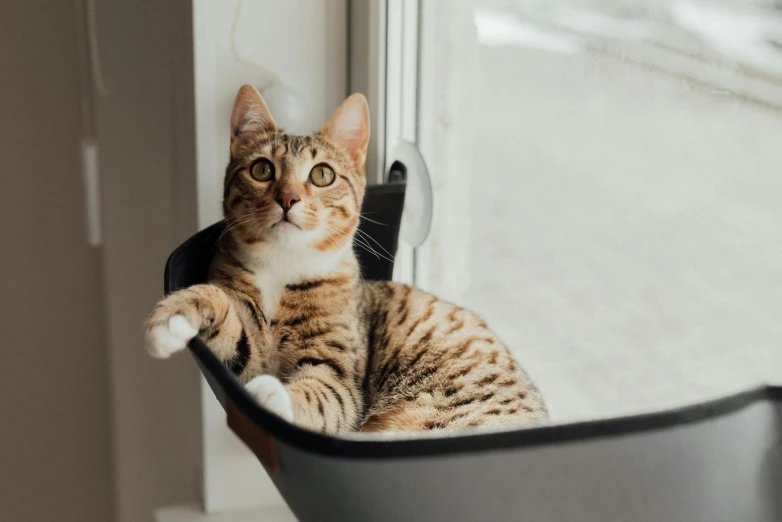 a cat that is sitting in a window sill, trending on unsplash, there is full bedpan next to him, looking upwards, in a comfortable chair, carrying a tray