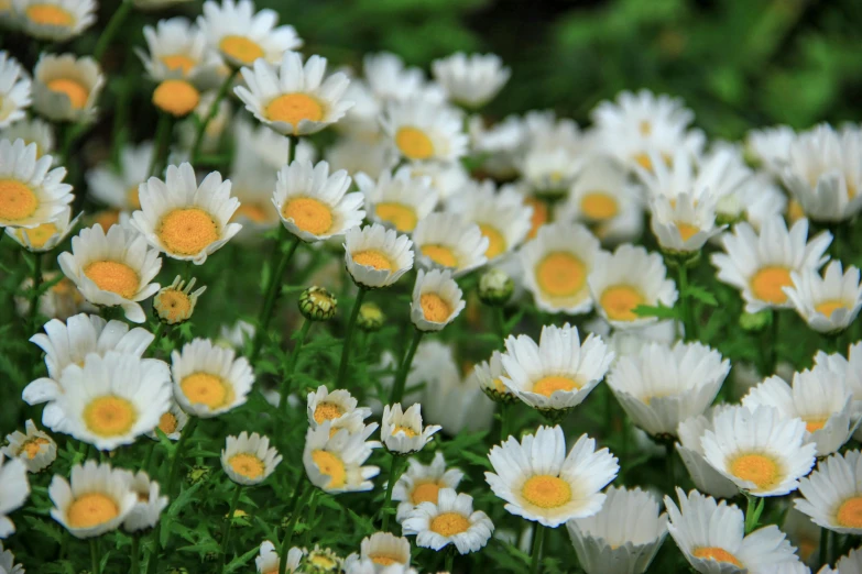 a bunch of white flowers with yellow centers, pexels contest winner, sea of parfait, chamomile, taken in the late 2010s, instagram post