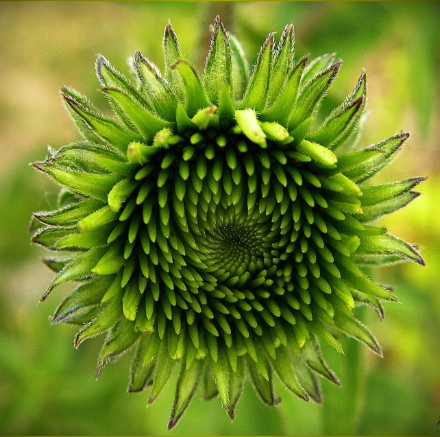 a close up of a green flower in a field, by Jan Rustem, pixabay contest winner, renaissance, cone shaped, in a circle, insane intricate, tourist photo
