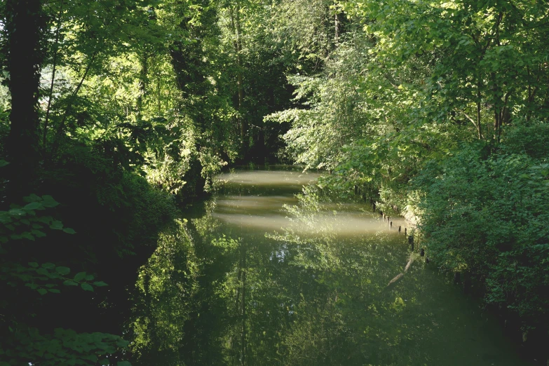 a river running through a lush green forest, a picture, inspired by Henri Biva, unsplash, hurufiyya, river stour in canterbury, canals, pale green glow, ignant