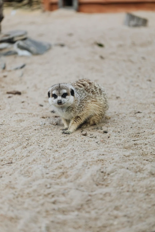 a small animal standing on top of a sandy ground, trending on pexels, happening, australian, wide eyed, spotted, smol