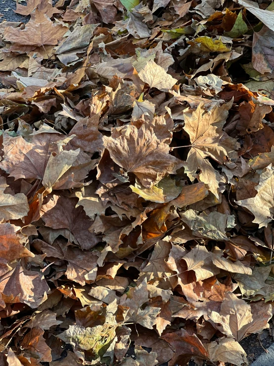 a pile of leaves on the ground next to a fire hydrant, an album cover, inspired by Andy Goldsworthy, pexels, stereogram, extreme detail 8 k photo quality, brown, medium closeup