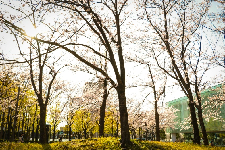 the sun shines through the trees in the park, by Kiyohara Tama, exterior photo, cherry blosom trees, banner, university