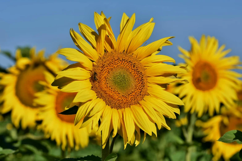 a field of sunflowers with a blue sky in the background, slide show, grey, close up photograph, no cropping