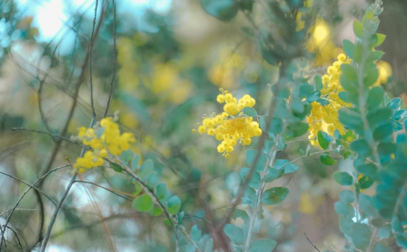 a close up of a plant with yellow flowers, by Gwen Barnard, trending on unsplash, acacia trees, soft light.4k, australian bush, some yellow green and blue