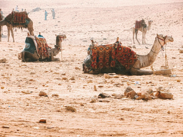 a group of camels sitting on top of a sandy field, an album cover, by Nathalie Rattner, trending on unsplash, dau-al-set, oriental carpets, hot and dry, dessert, pixelated