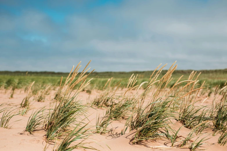 a bunch of tall grass sitting on top of a sandy beach, quebec, profile image, fan favorite, red sand