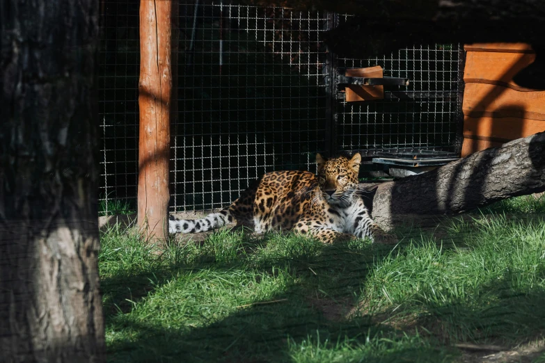 a couple of cheetah laying on top of a lush green field, unsplash, sumatraism, cages, outside enclosure, two cats, low quality photo