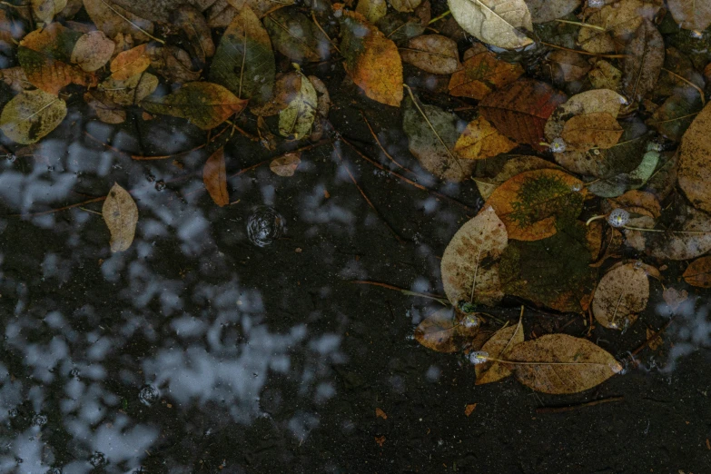 a group of leaves floating on top of a body of water, an album cover, inspired by Elsa Bleda, unsplash contest winner, wet puddles on street, today\'s featured photograph 4k, an abstract, brown