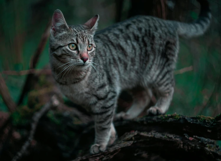 a cat standing on a log in the woods, by Adam Marczyński, pexels contest winner, renaissance, armored feline companion, at twilight, grey, spotted ultra realistic